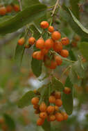 Image of Grey-leaved cordia