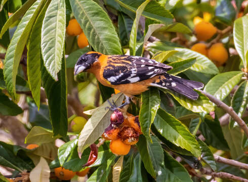 Image of Black-headed Grosbeak