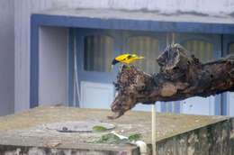 Image of Black-hooded Oriole