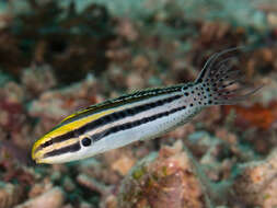 Image of Grammistes Blenny