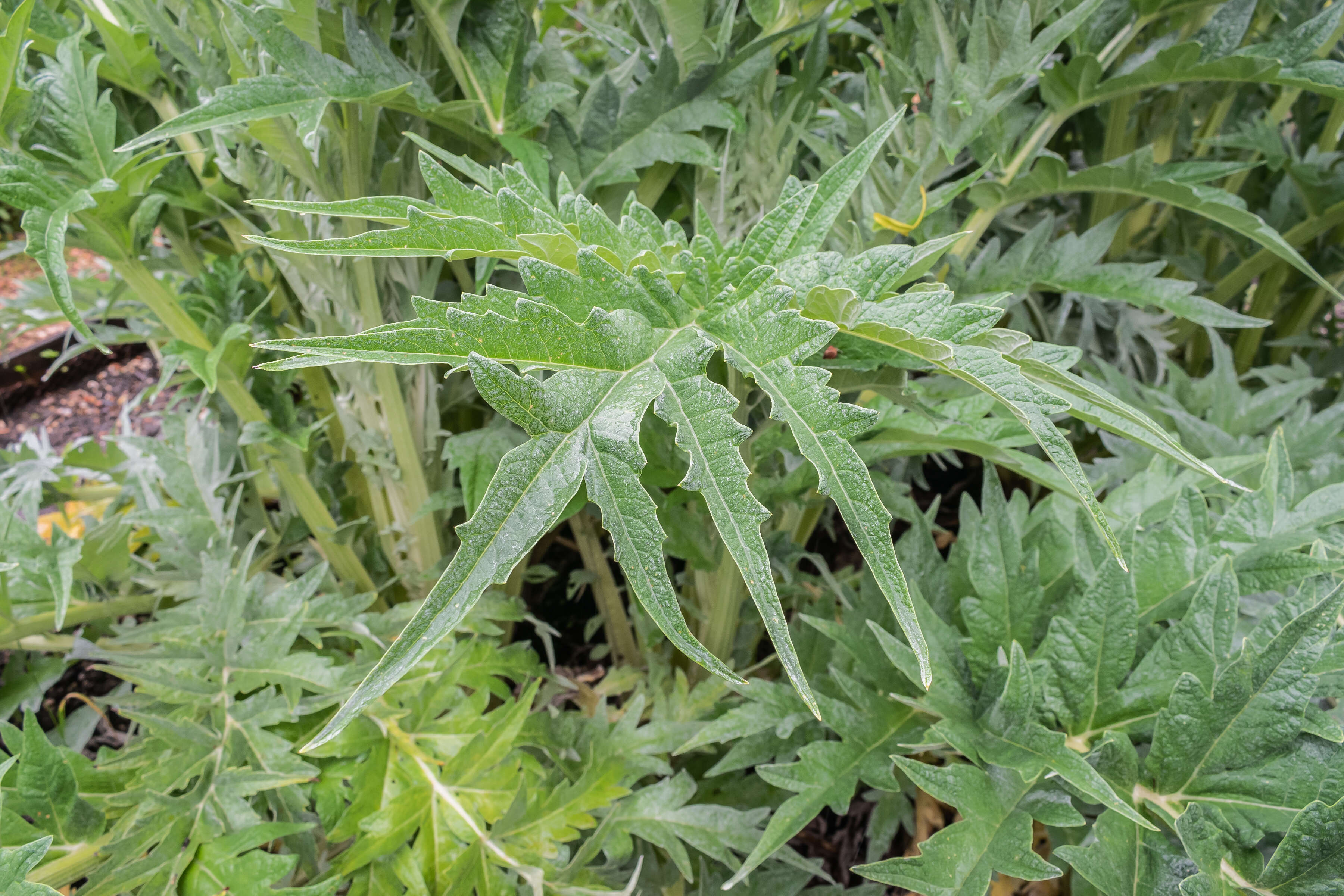 Image of cardoon