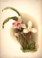 Image of Orchid