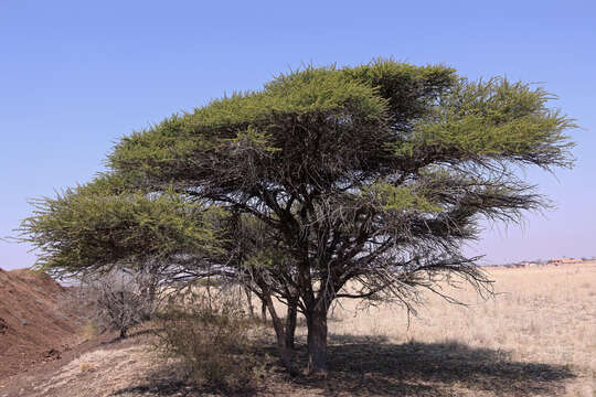 Imagem de Vachellia tortilis (Forssk.) Galasso & Banfi