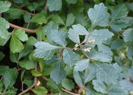Image of fragrant sumac
