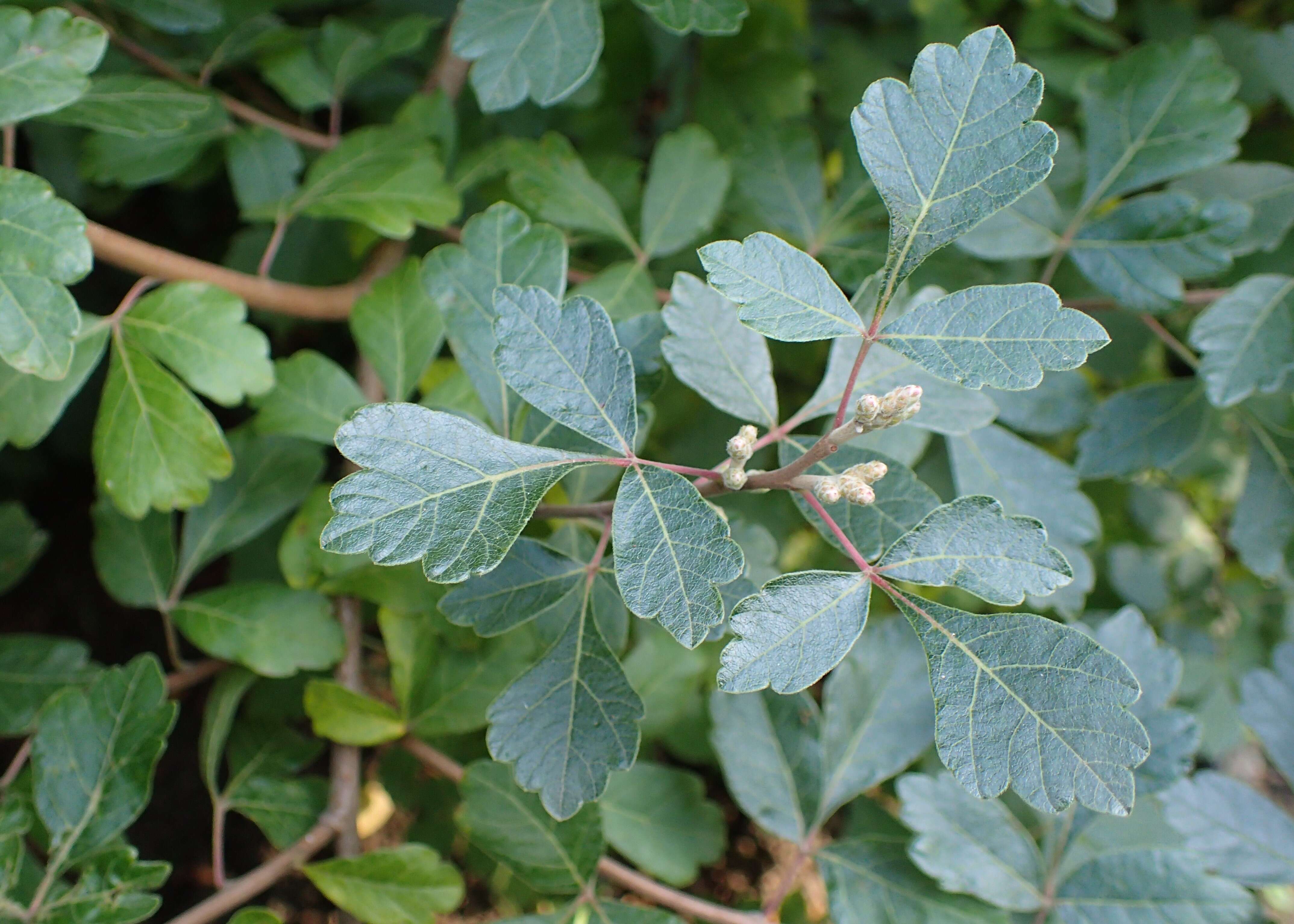 Image of fragrant sumac