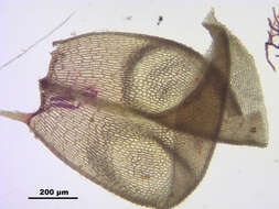 Image of paludella moss