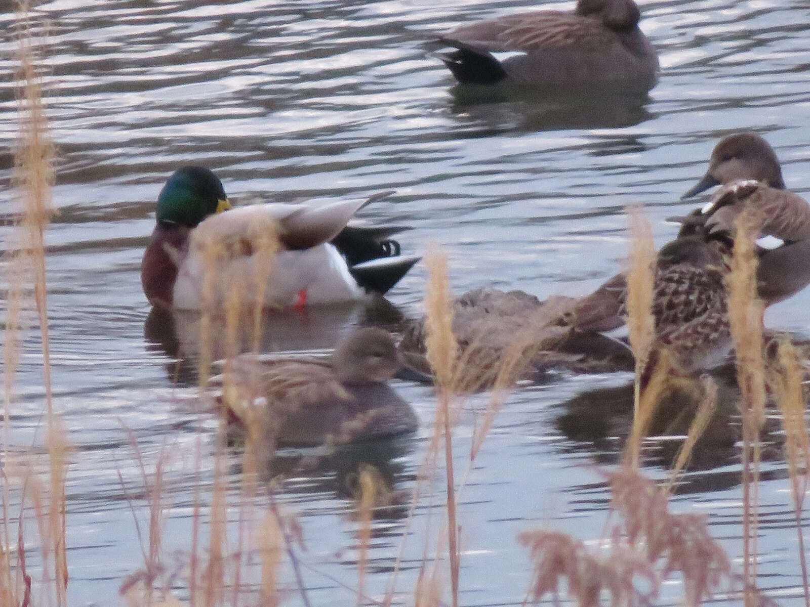 Image of Common Mallard