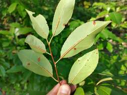 Image of black cherry