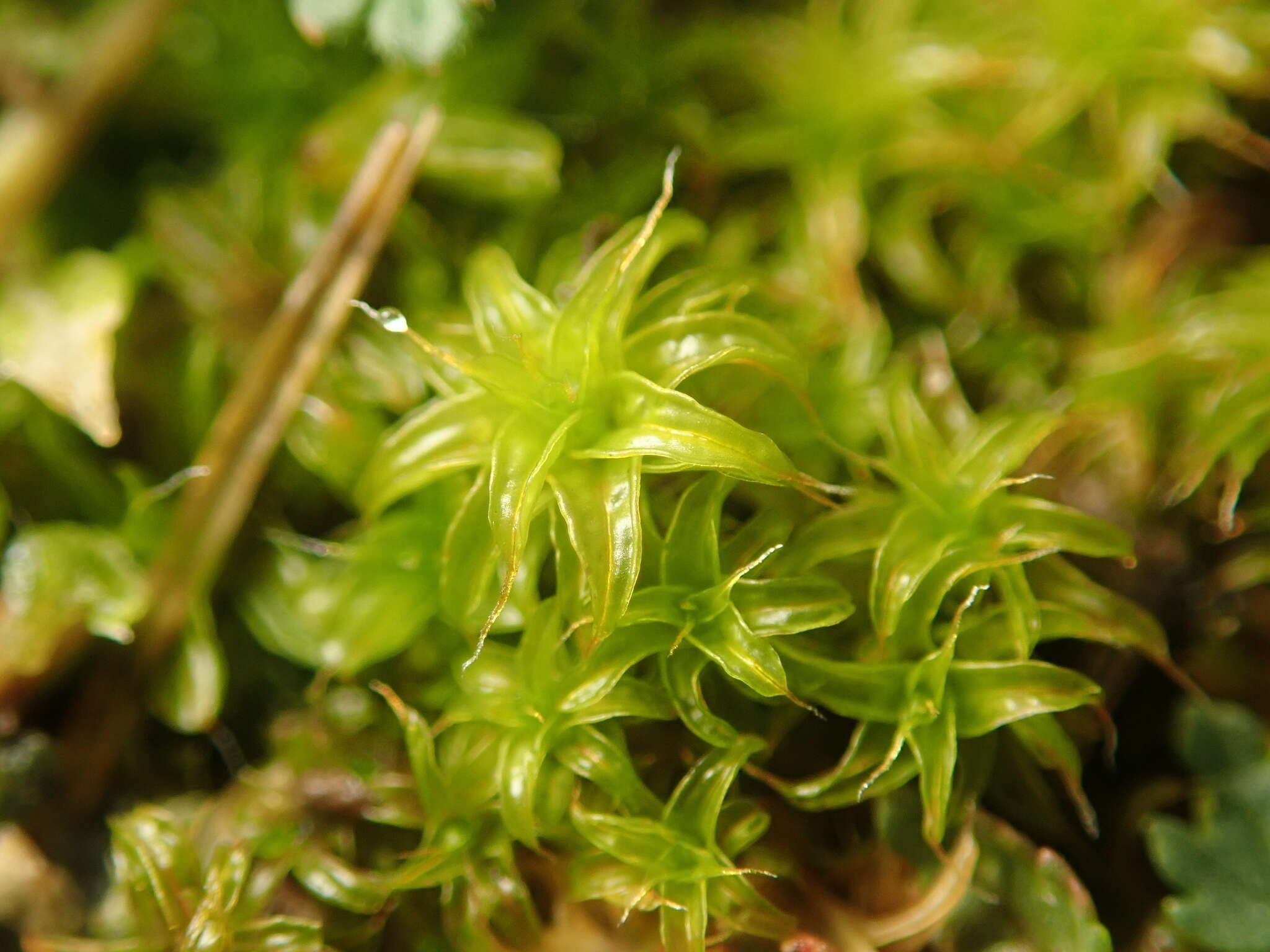 Image of great hairy screw-moss