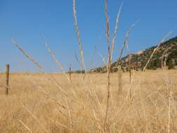 Image of black mustard