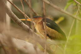 Image of Least Bittern