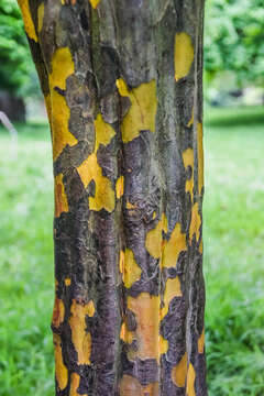 Image of Chinese-quince