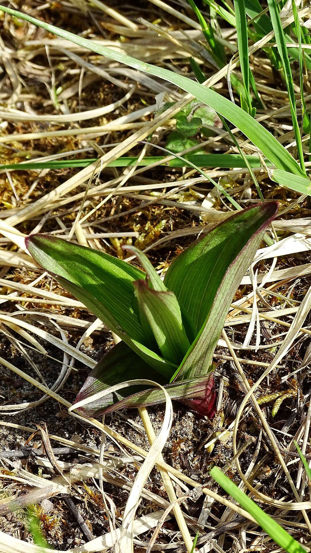 Imagem de Epipactis palustris (L.) Crantz