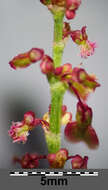 Image of Common Sorrel