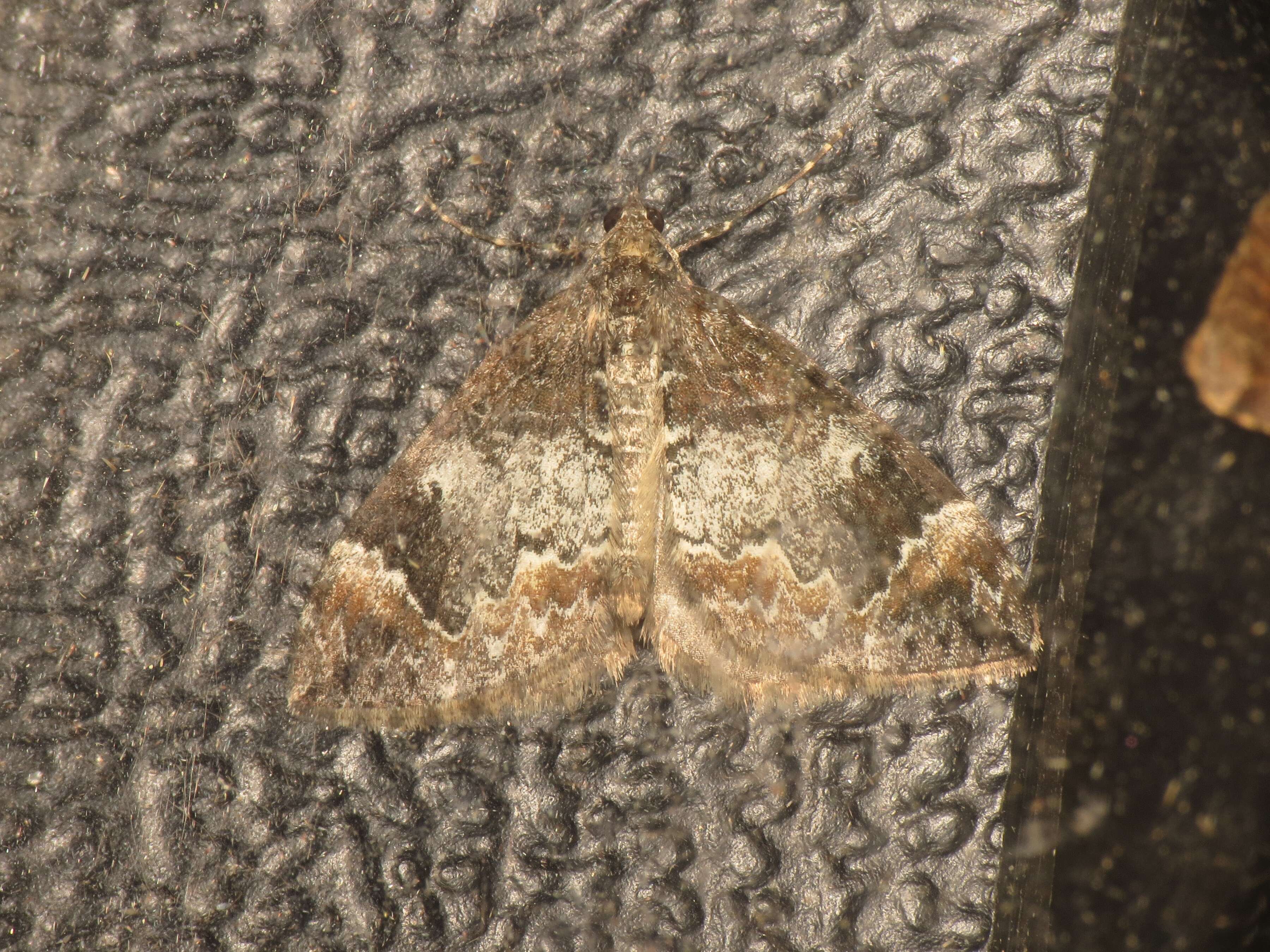 Image of common marbled carpet