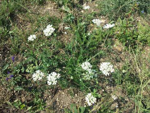 Orlaya grandiflora (L.) Hoffm. resmi