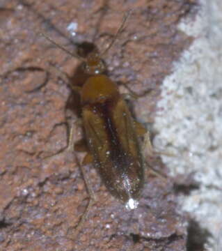 Image of Allopoda