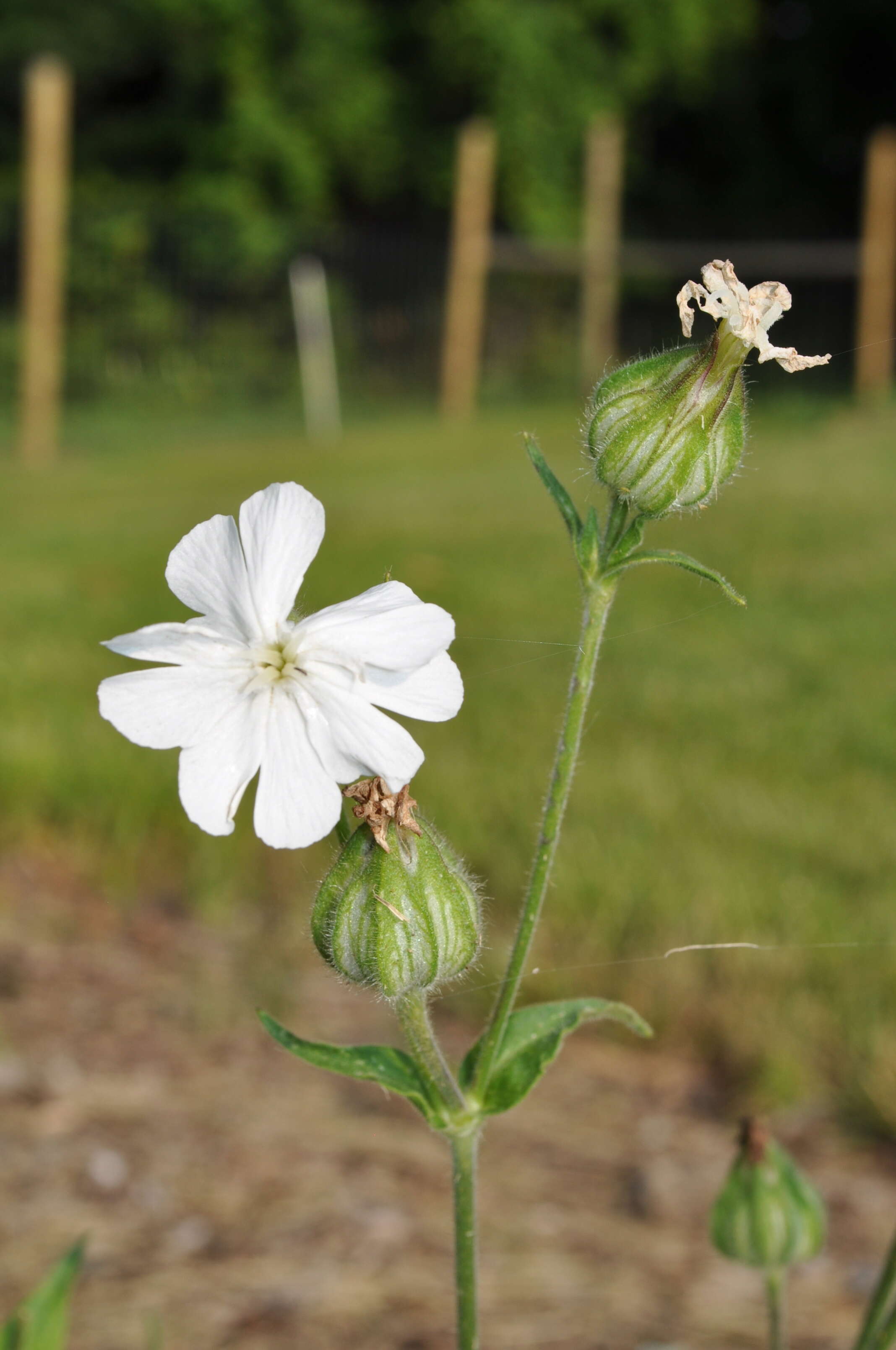 Image of Bladder Campion