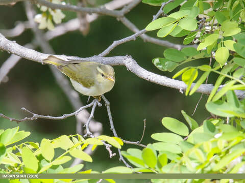 Plancia ëd Phylloscopus occipitalis (Blyth 1845)