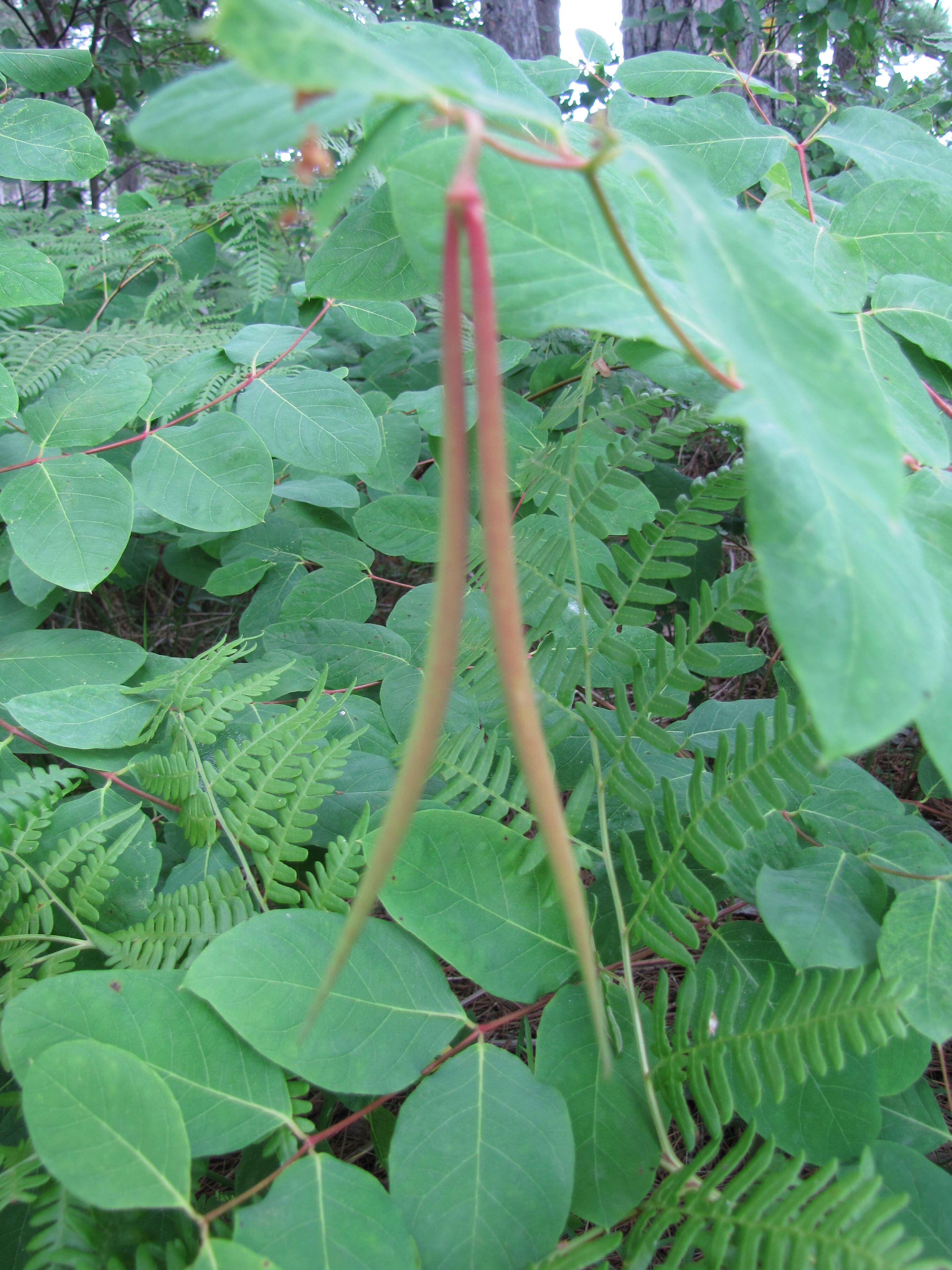 Image of flytrap dogbane