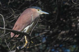 Image of Nankeen Night Heron