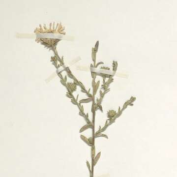 Image of Symphyotrichum hintonii (G. L. Nesom) G. L. Nesom