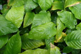 Image of Anubias barteri Schott