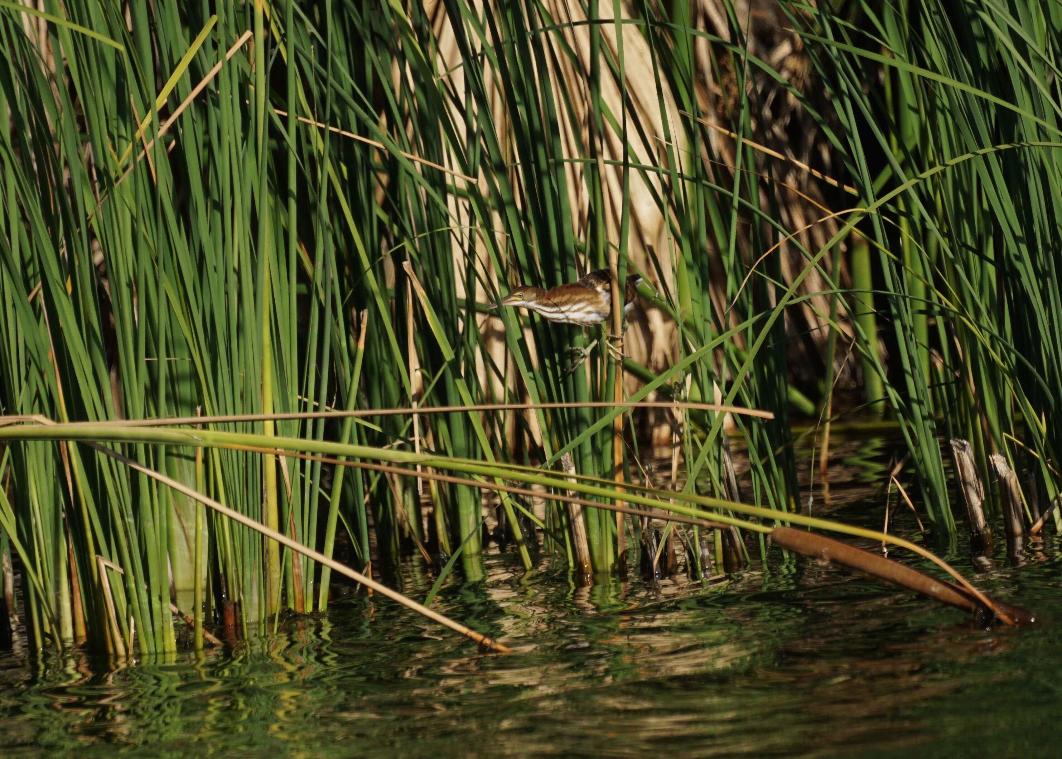 Image of Least Bittern