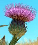 Image of Moor's Cotton Thistle