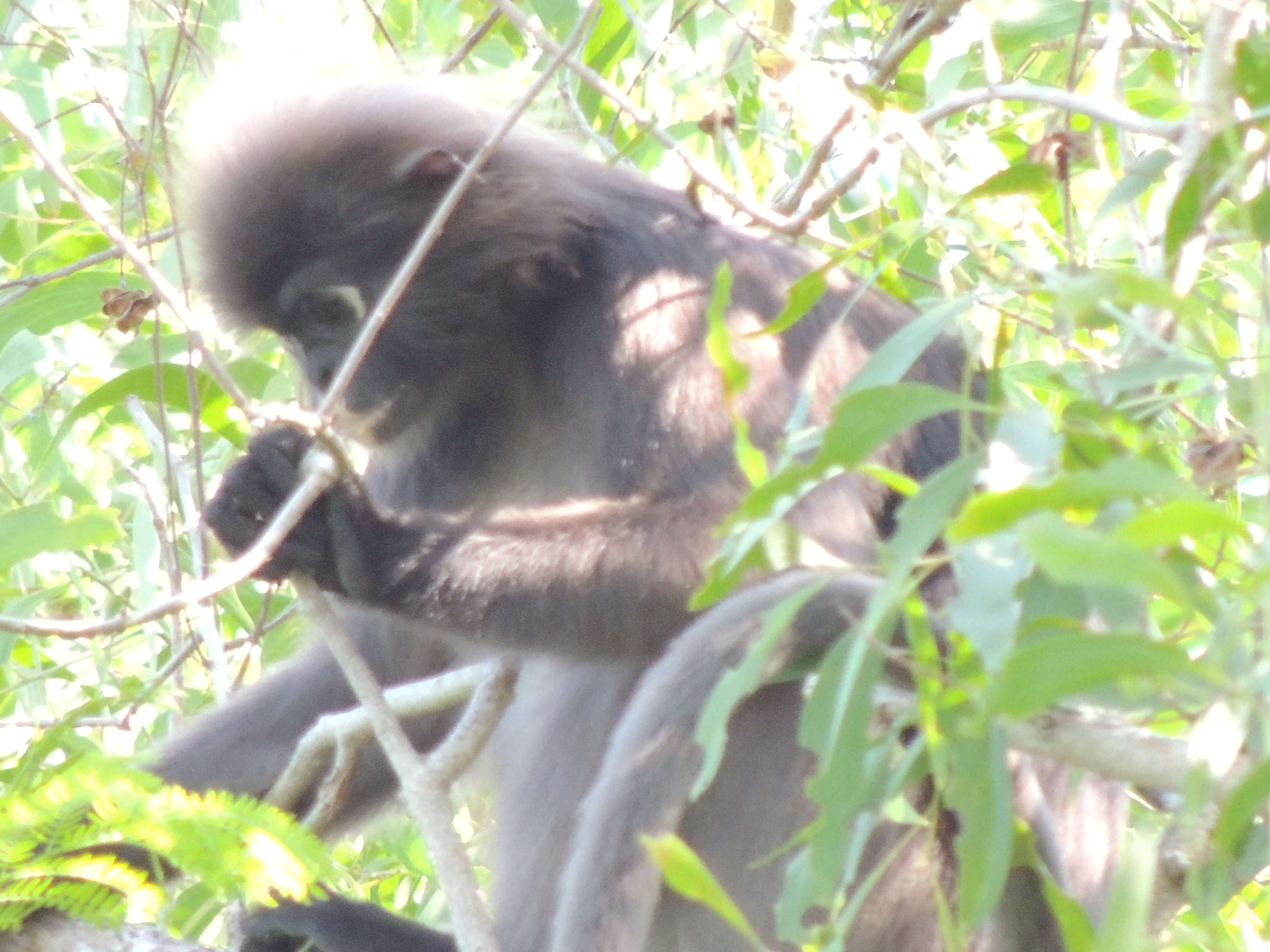 Image of Dusky Langur