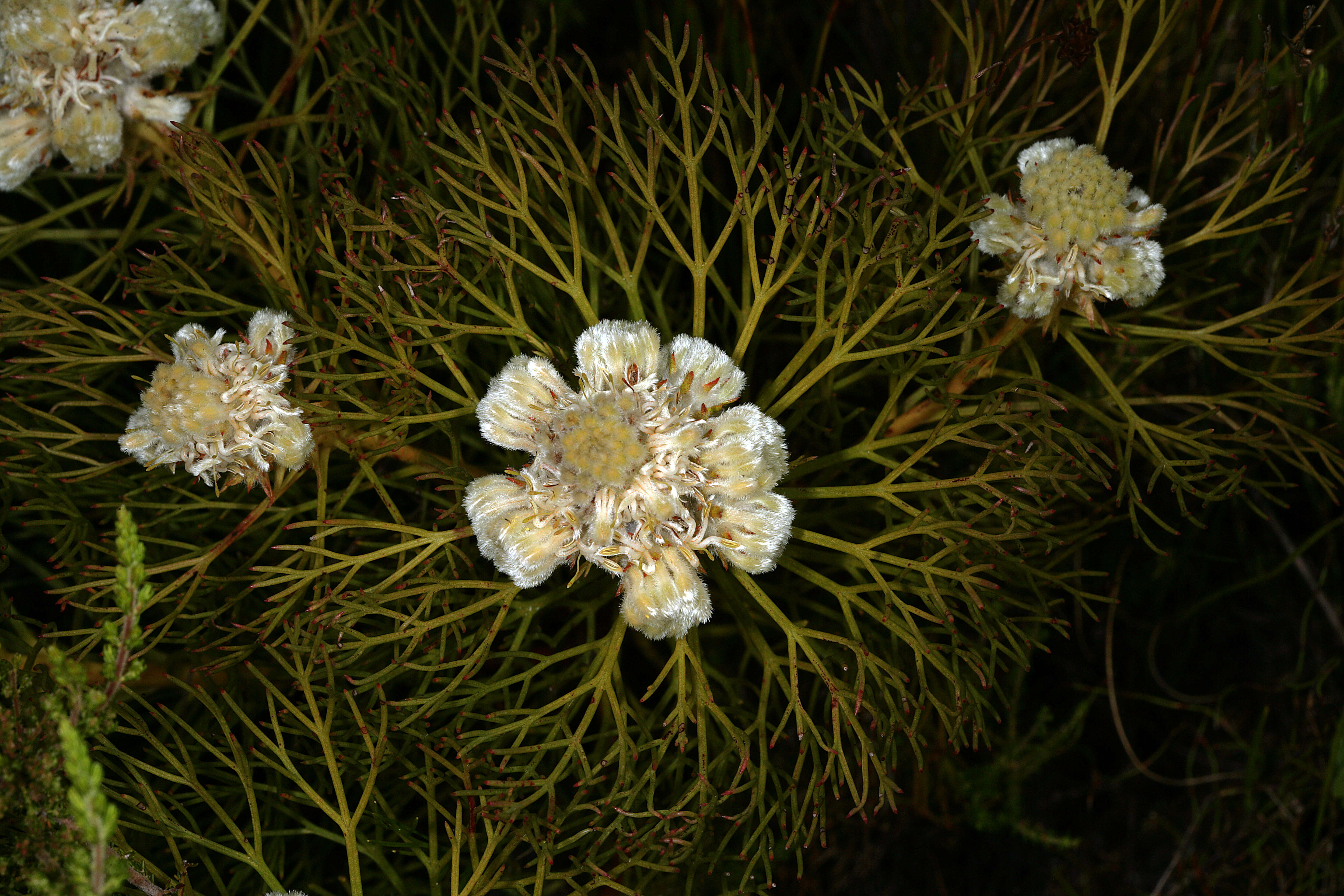 Image of Serruria glomerata (L.) R. Br.