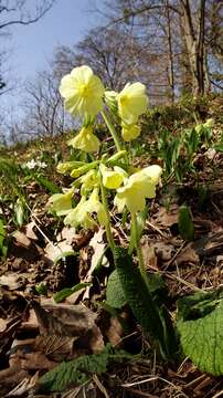 Image of oxlip