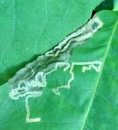 Image of Stigmella ostryaefoliella (Clemens 1861) Wilkinson et al. 1979