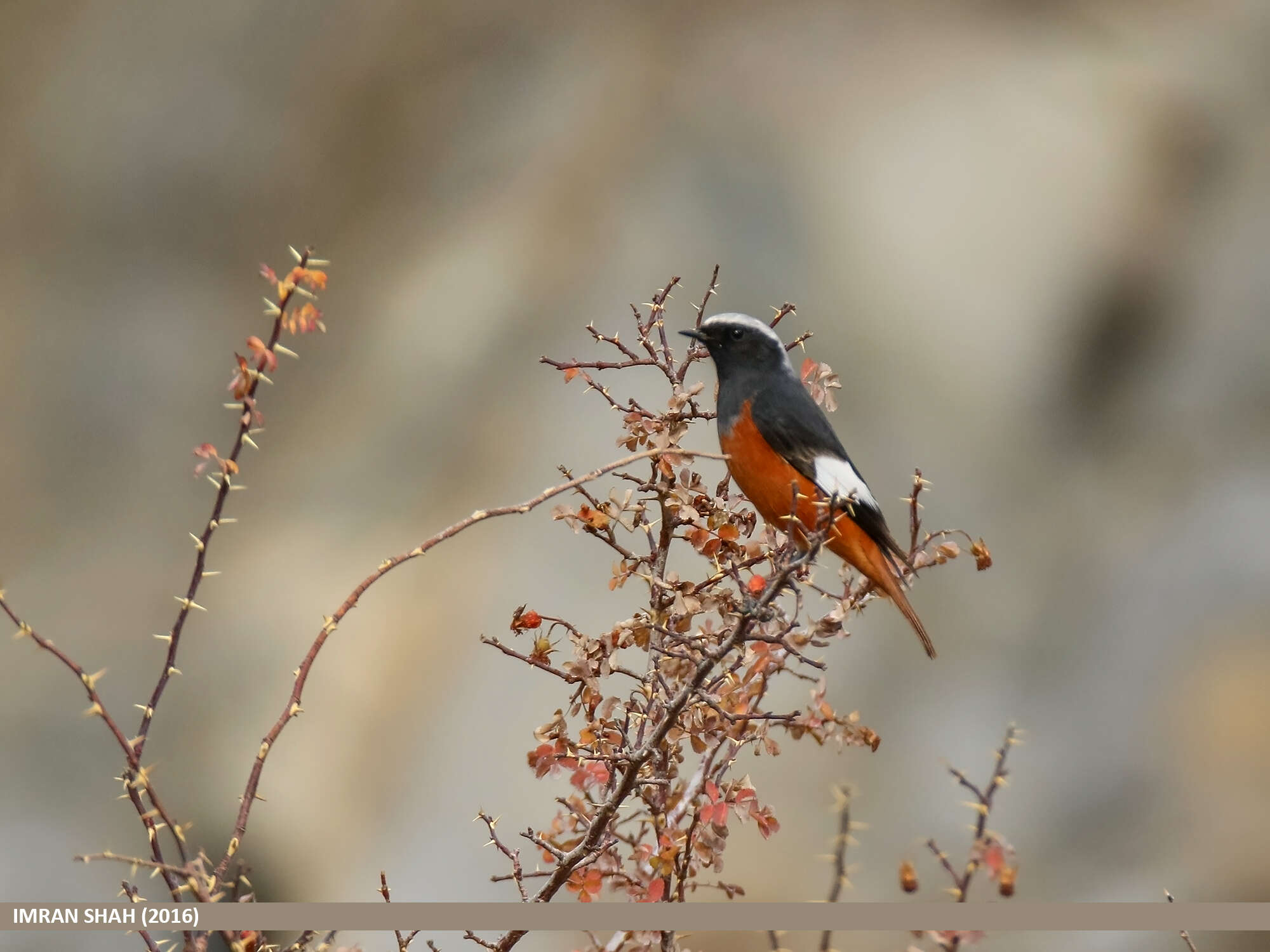 Image of Güldenstädt's Redstart