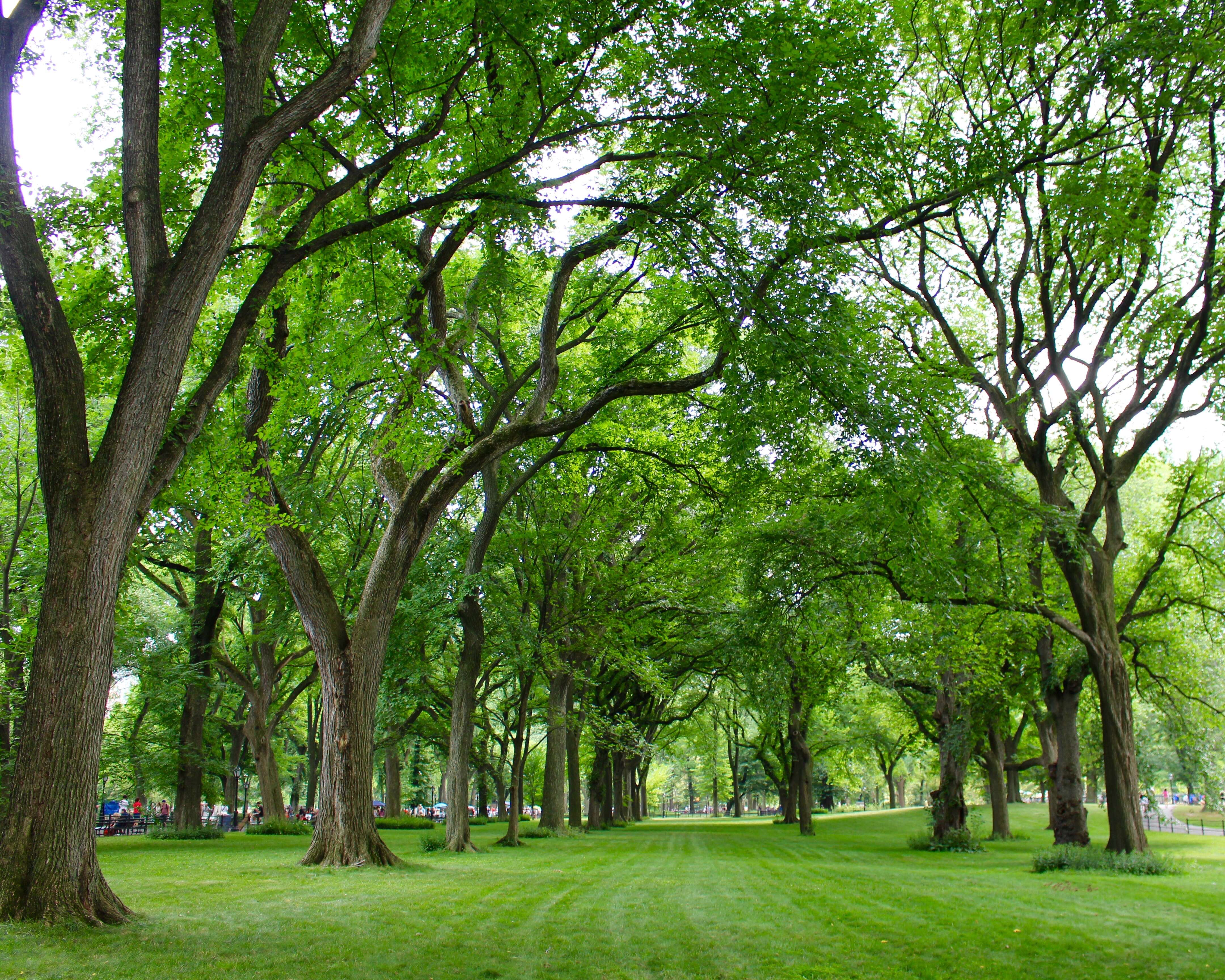 Image of American elm