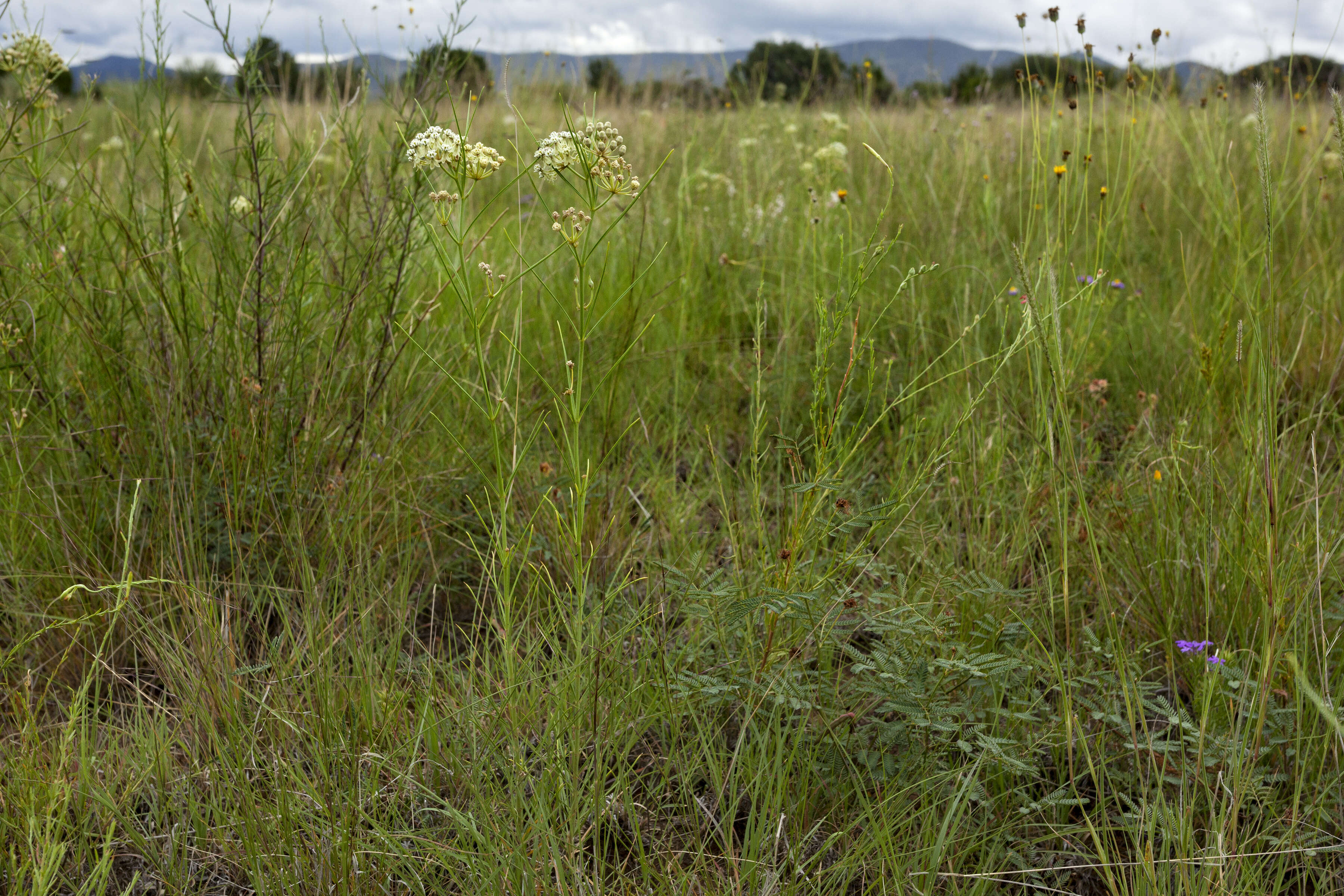 Image of horsetail milkweed