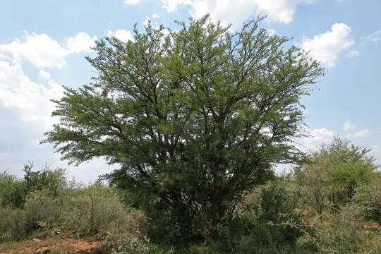 Image of Vachellia robusta (Burch.) Kyal. & Boatwr.