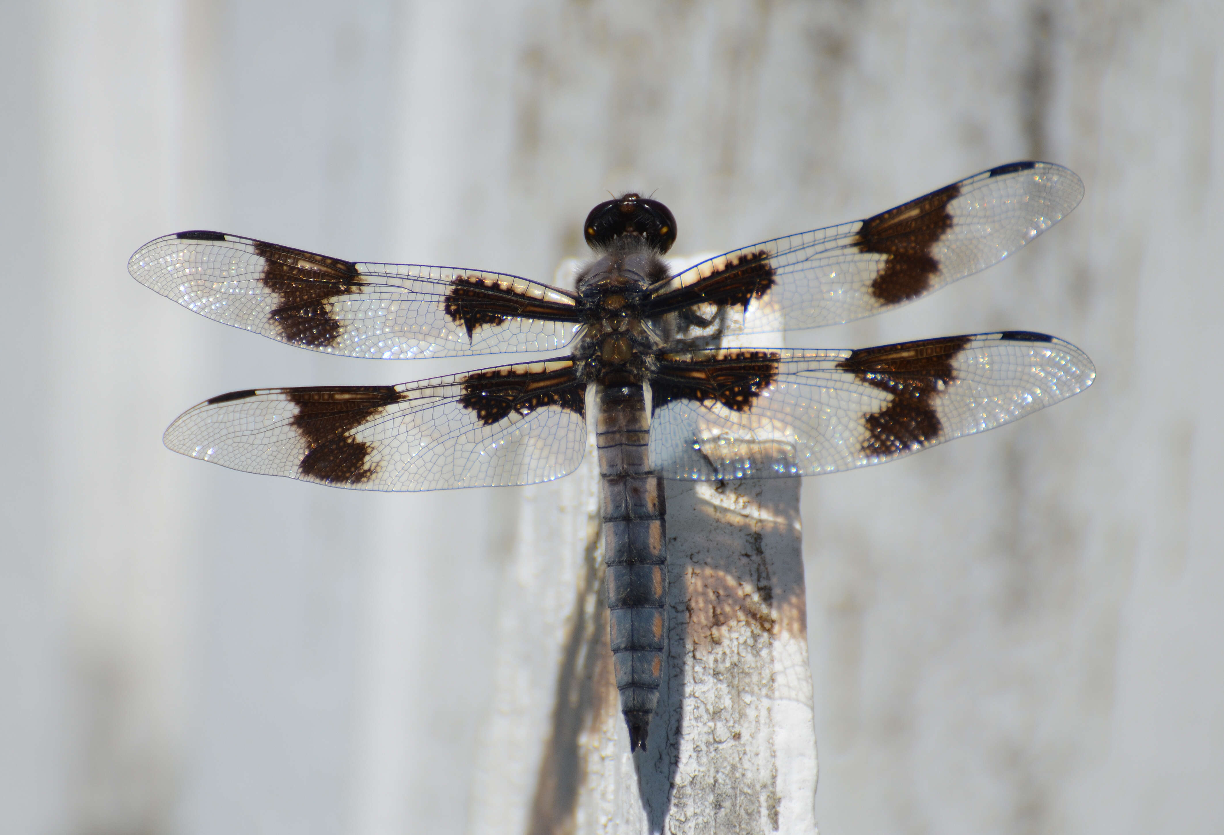 Libellula forensis Hagen 1861 resmi