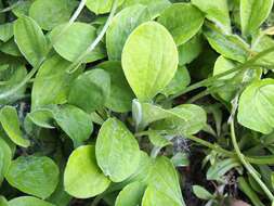 Image of woman's tobacco