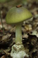 Image of Death cap