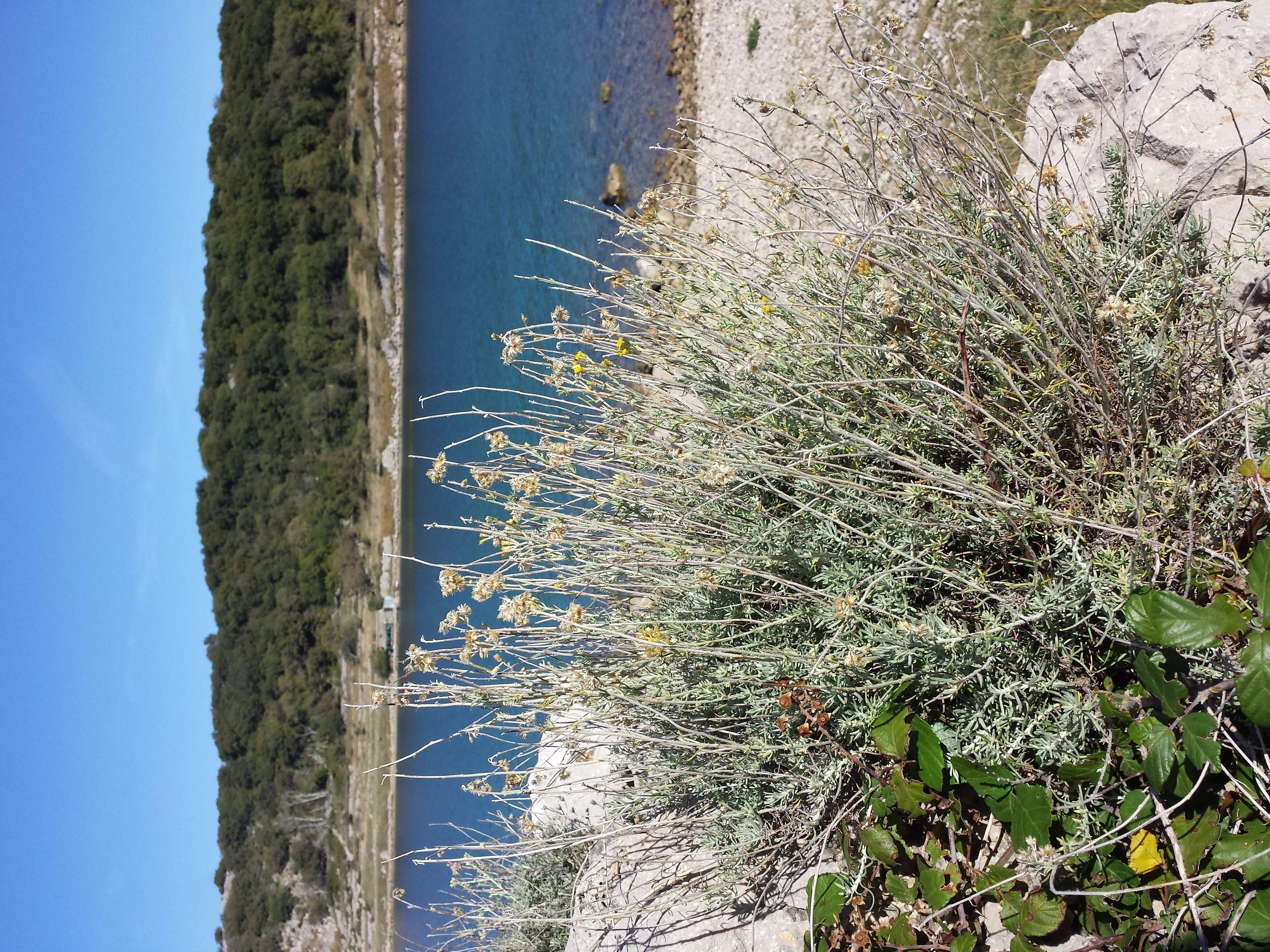 Слика од Helichrysum italicum (Roth) G. Don fil.