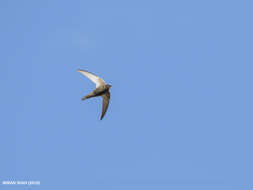 Image of swift, common swift