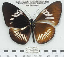 Sivun Euploea eupator Hewitson 1856 kuva