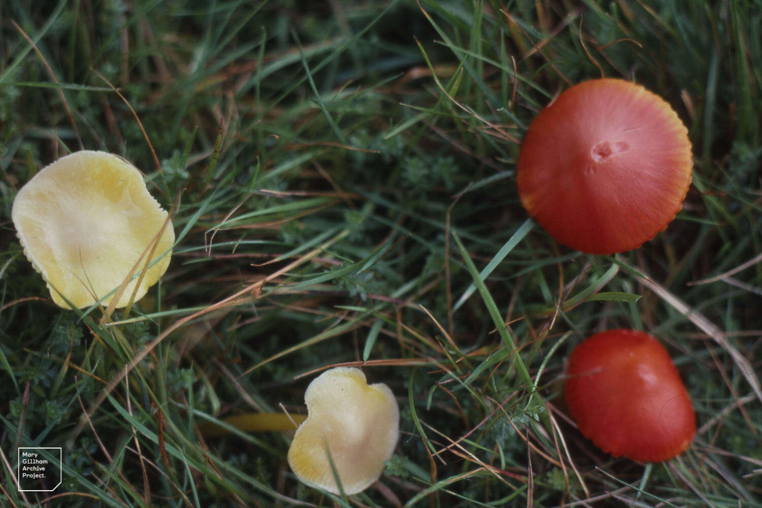 Image of Hygrocybe quieta (Kühner) Singer 1951