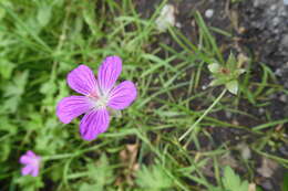 Imagem de Geranium palustre L.