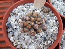 Image of Titanopsis hugo-schlechteri (Tisch.) Dinter & Schwant.