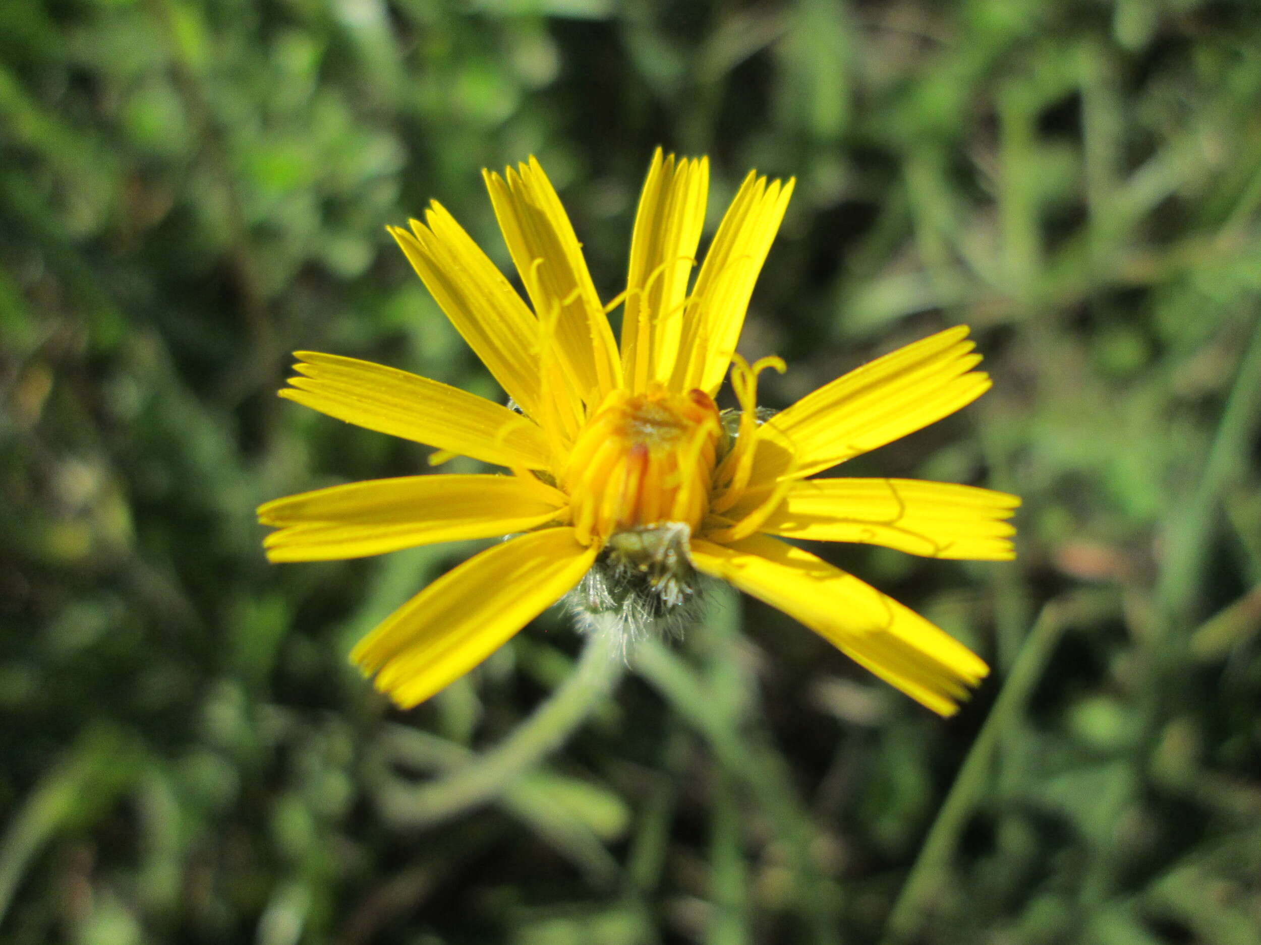 Image of Pilosella caespitosa (Dumort.) P. D. Sell & C. West