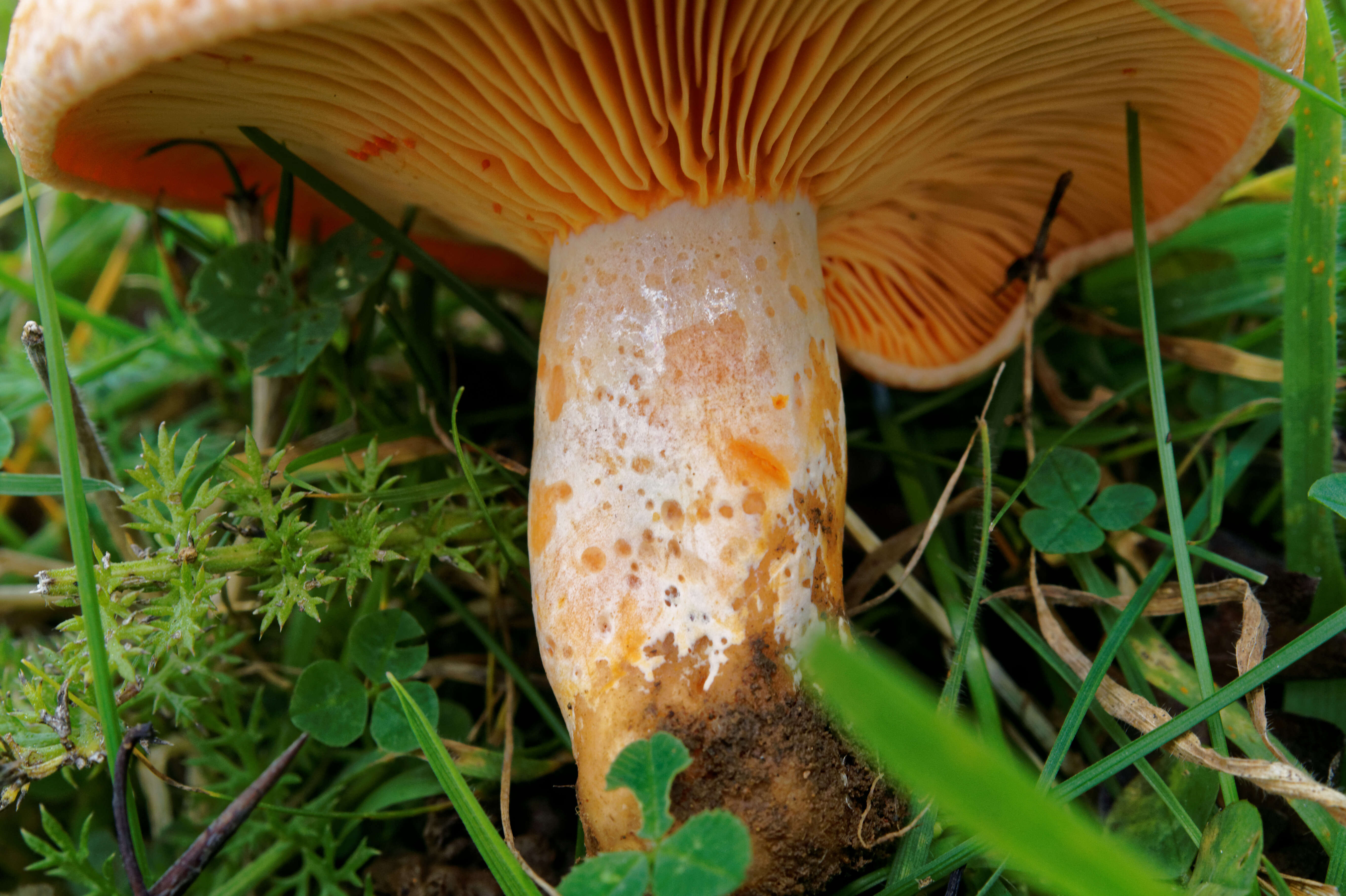 Image of Red Pine Mushroom