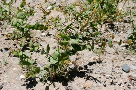 Image of clasping pepperweed