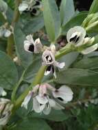 Image of Broad Bean